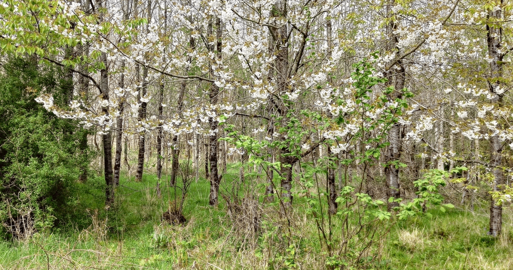 A member-supplied image of Netherbury Nature