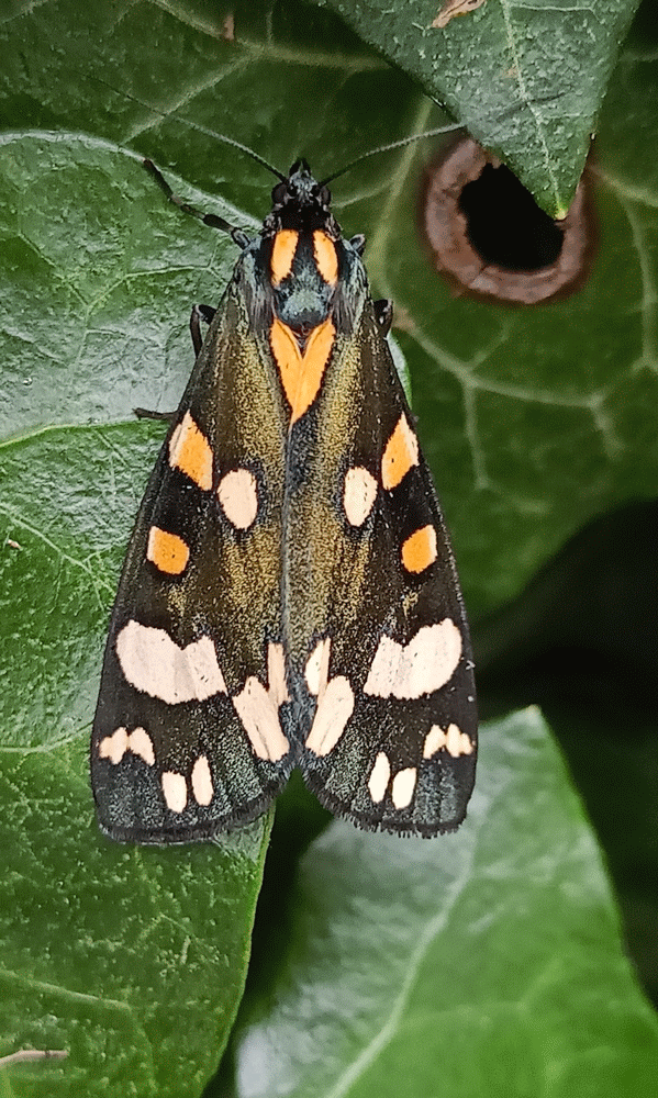 A member-supplied image of Netherbury Nature