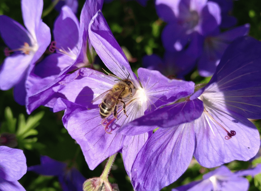 A member-supplied image of Netherbury Nature