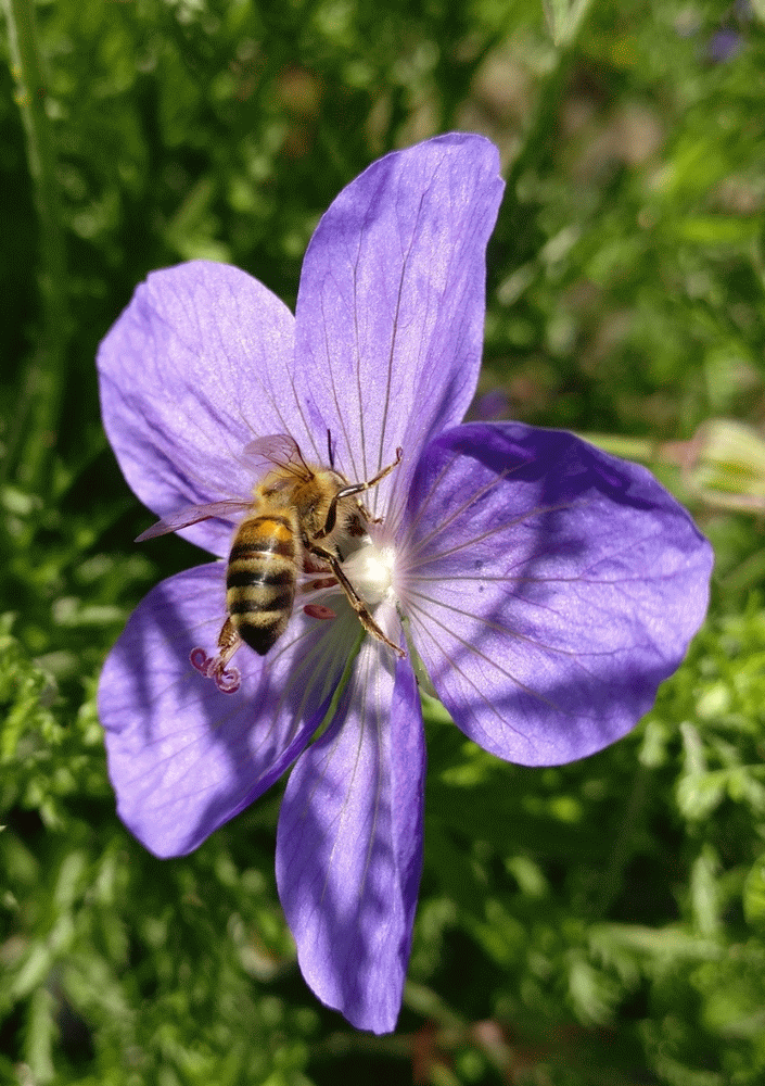 A member-supplied image of Netherbury Nature