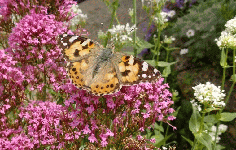 A member-supplied image of Netherbury Nature