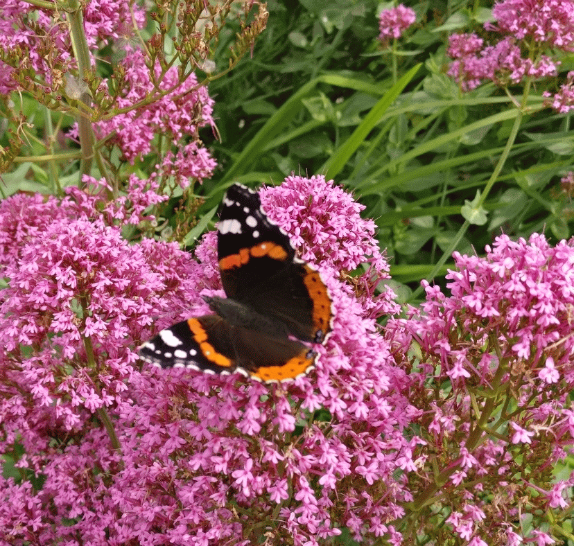 A member-supplied image of Netherbury Nature