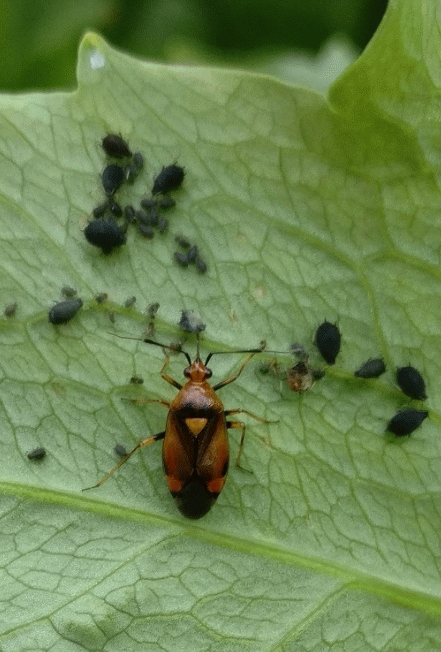 A member-supplied image of Netherbury Nature
