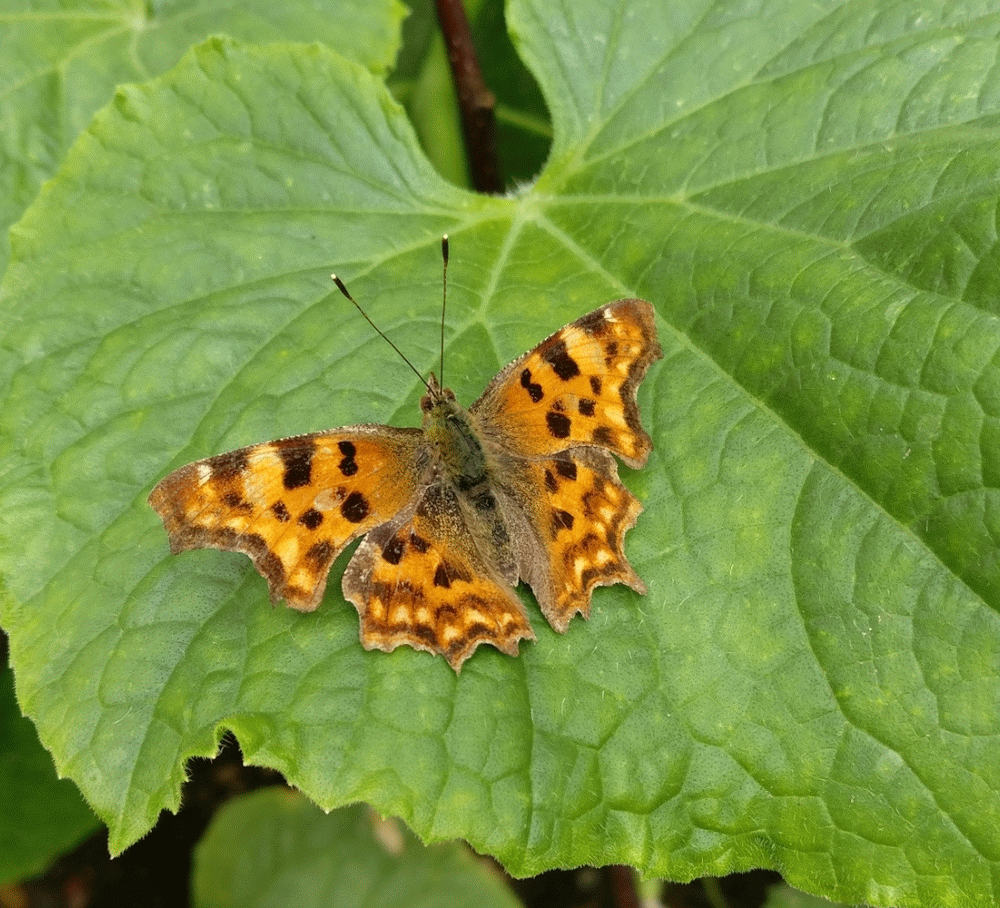 A member-supplied image of Netherbury Nature