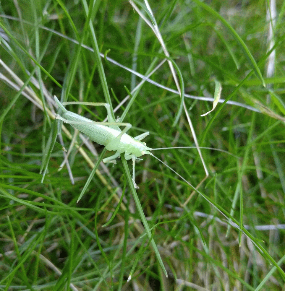 A member-supplied image of Netherbury Nature