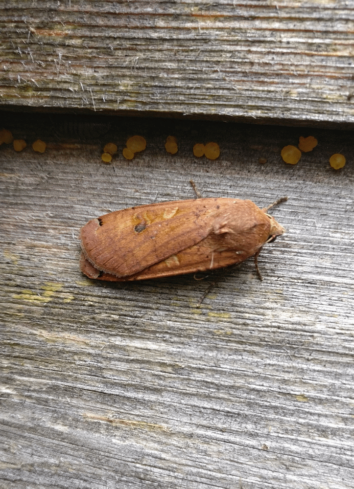 A member-supplied image of Netherbury Nature