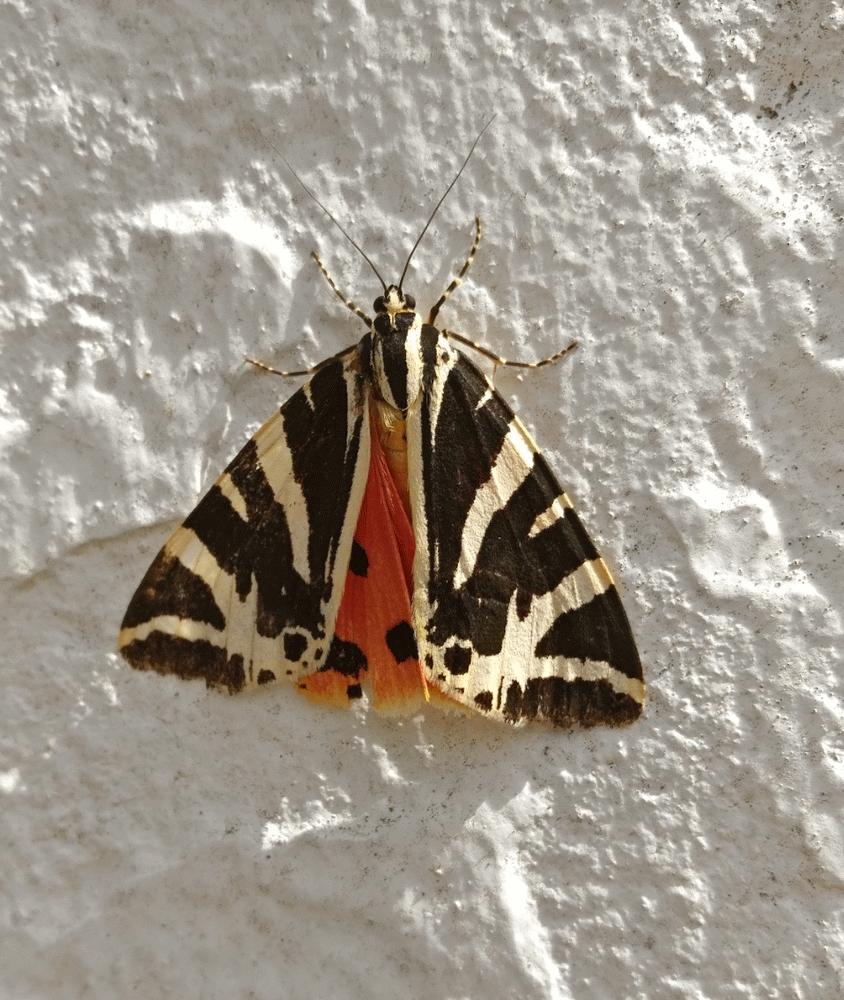 A member-supplied image of Netherbury Nature