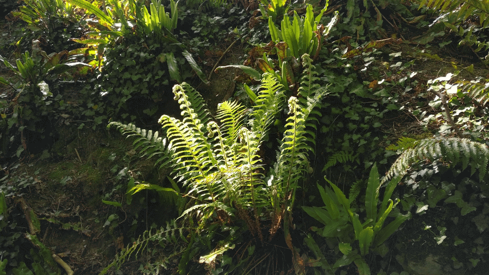 A member-supplied image of Netherbury Nature