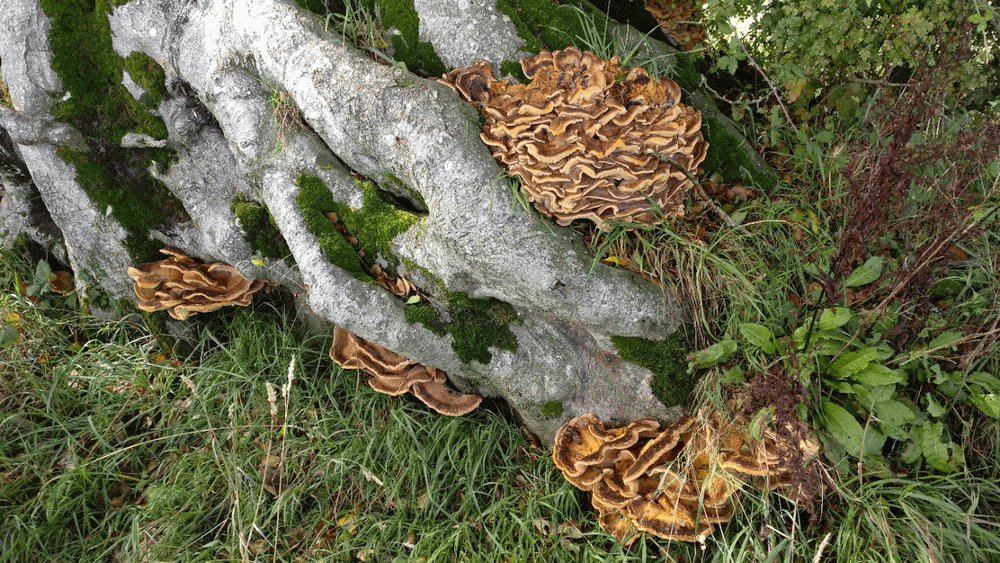 A member-supplied image of Netherbury Nature