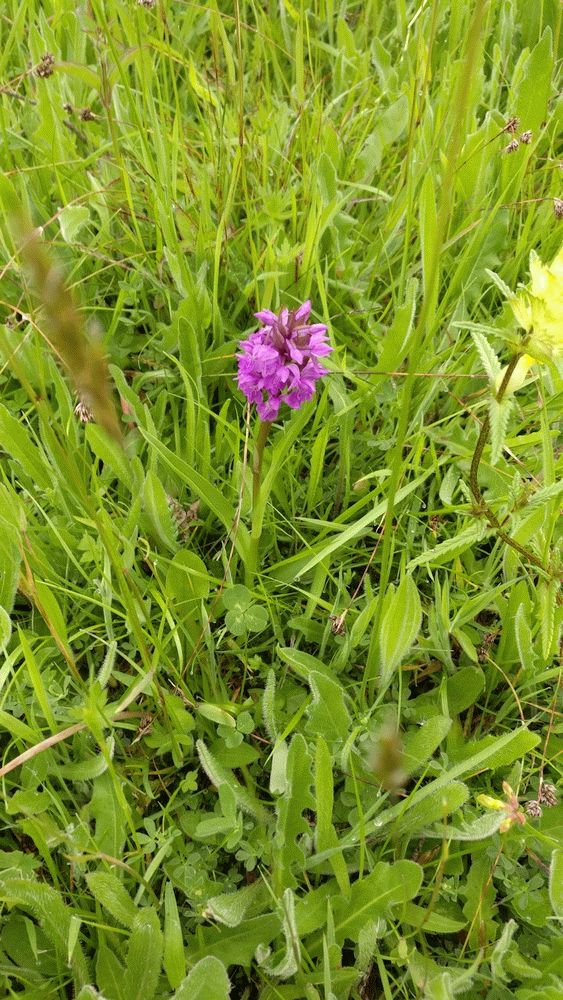 A member-supplied image of Netherbury Nature