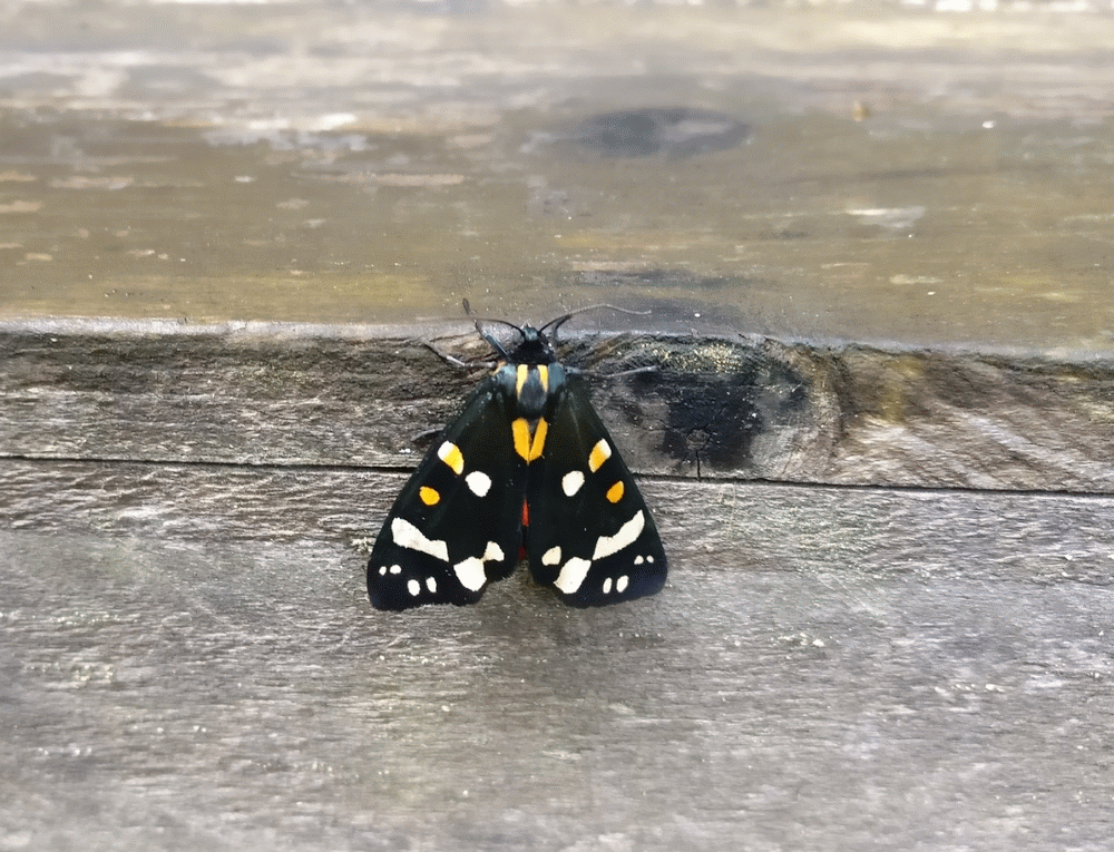 A member-supplied image of Netherbury Nature