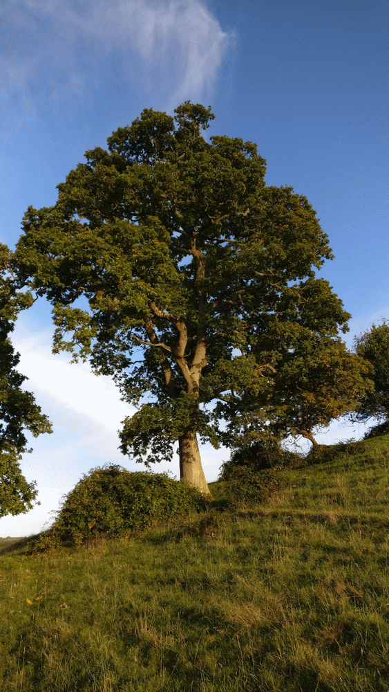 A member-supplied image of Netherbury Nature