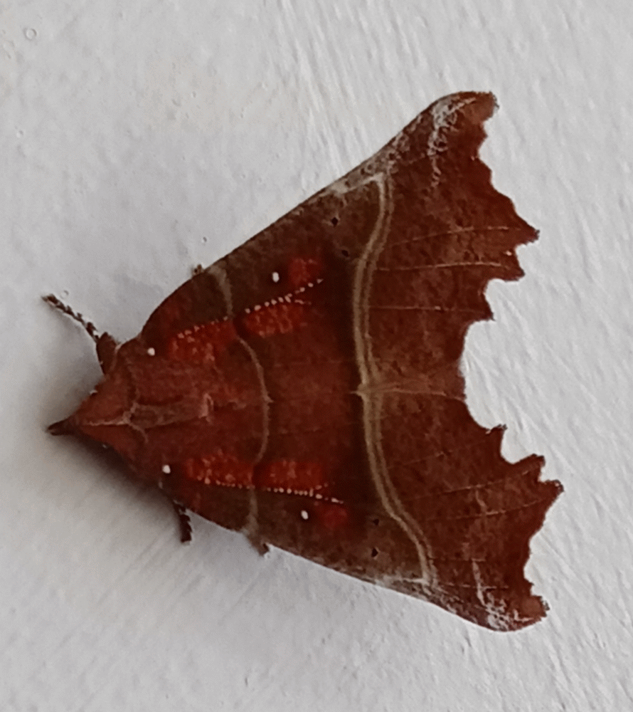 A member-supplied image of Netherbury Nature