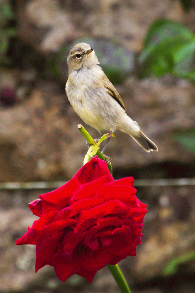 A member-supplied image of Netherbury Nature