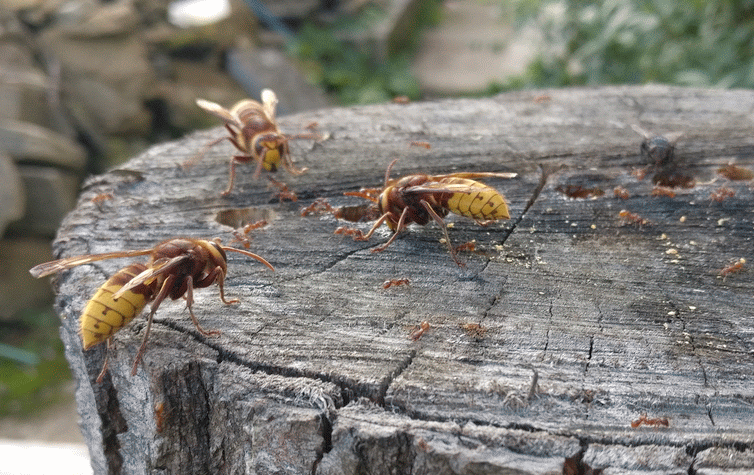 A member-supplied image of Netherbury Nature