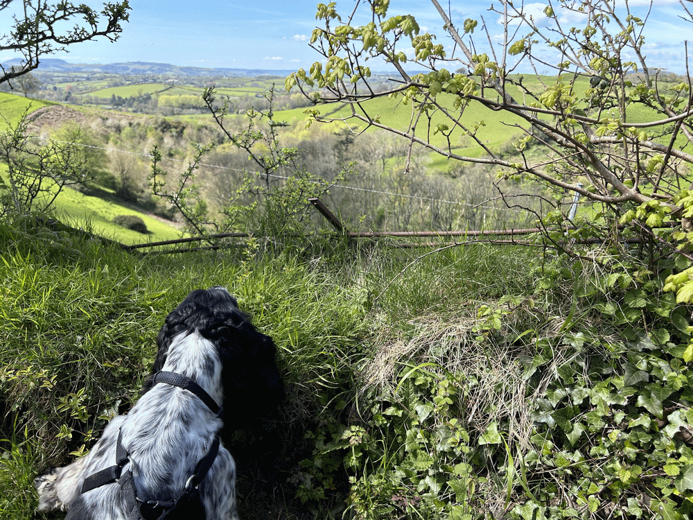 A member-supplied image of Netherbury Nature