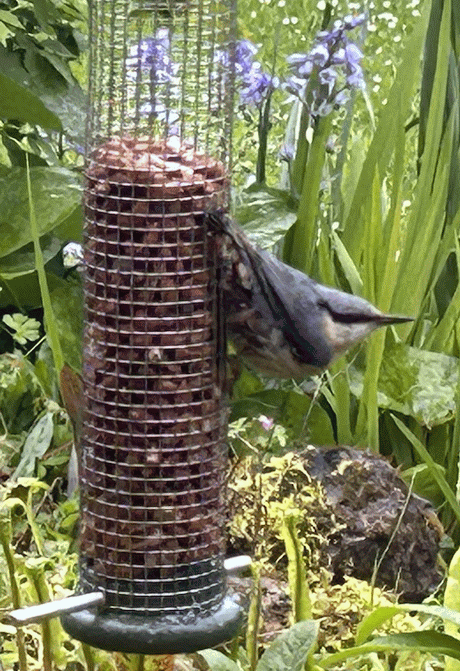 A member-supplied image of Netherbury Nature