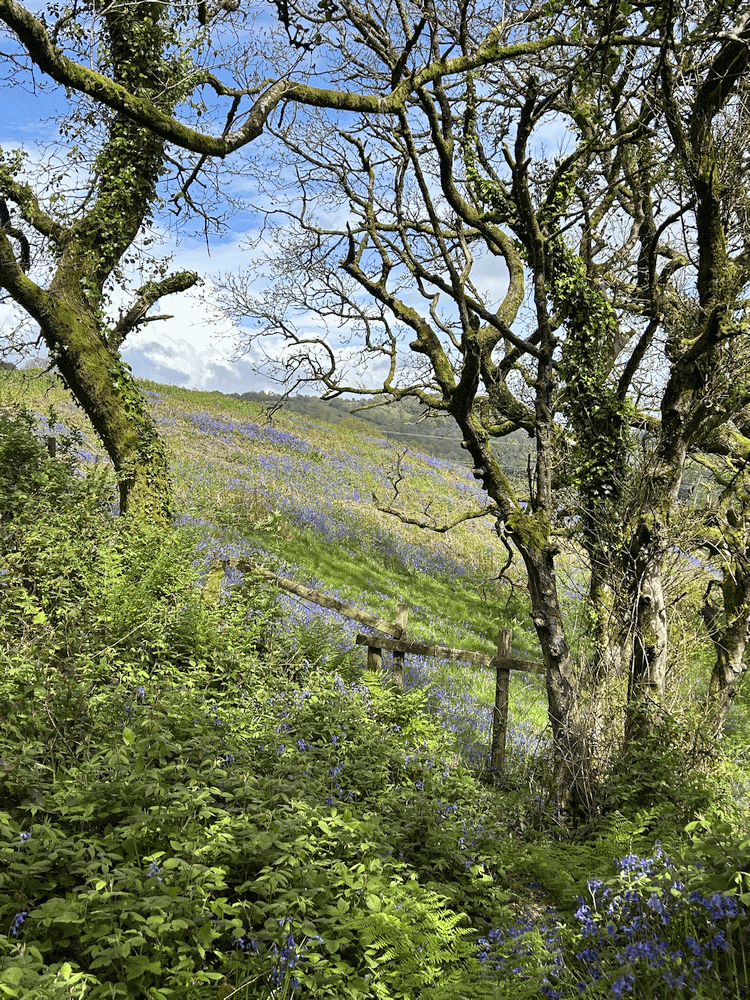 A member-supplied image of Netherbury Nature