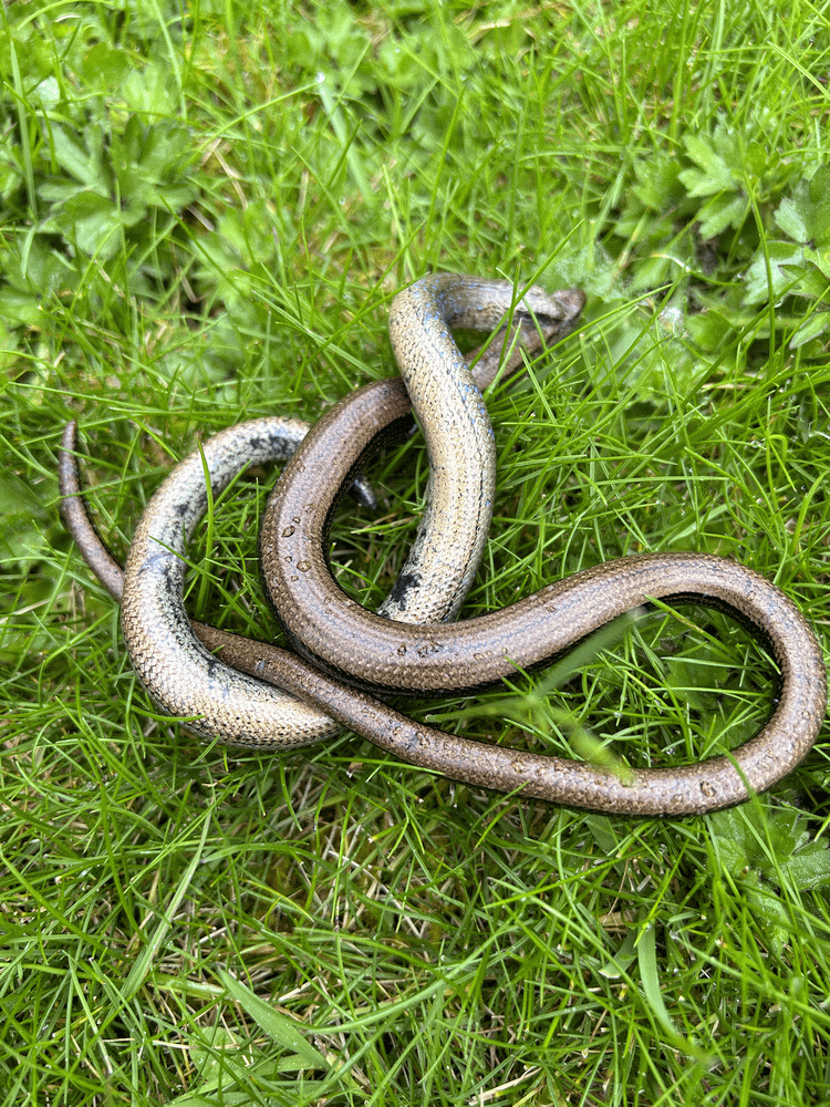 A member-supplied image of Netherbury Nature