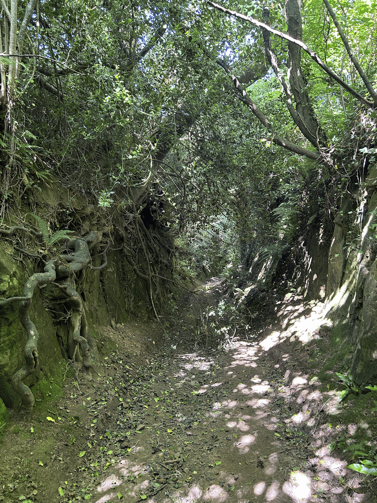 A member-supplied image of Netherbury Nature