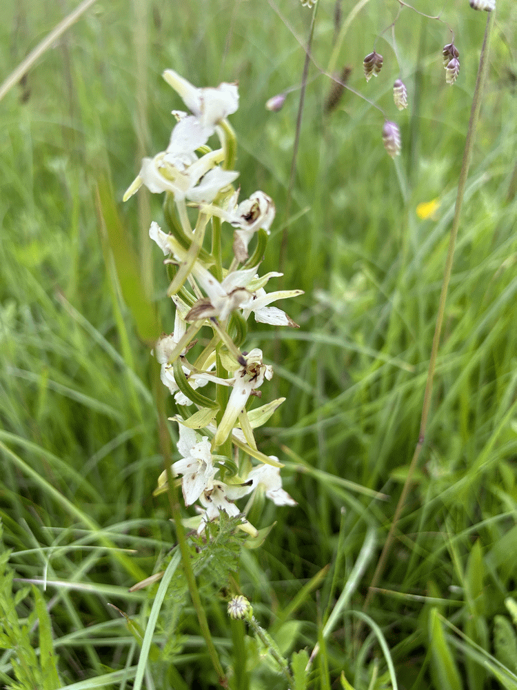 A member-supplied image of Netherbury Nature