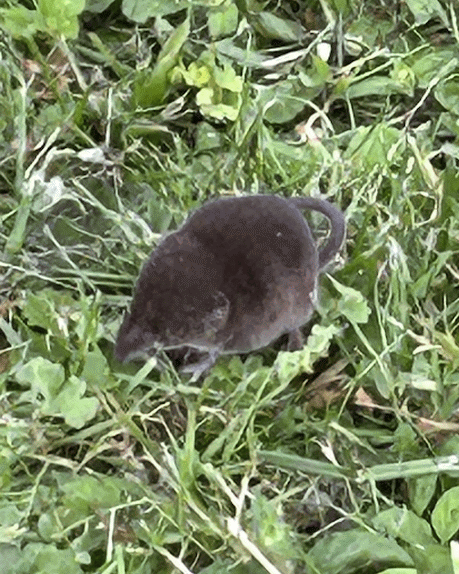 A member-supplied image of Netherbury Nature