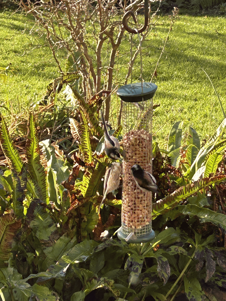 A member-supplied image of Netherbury Nature