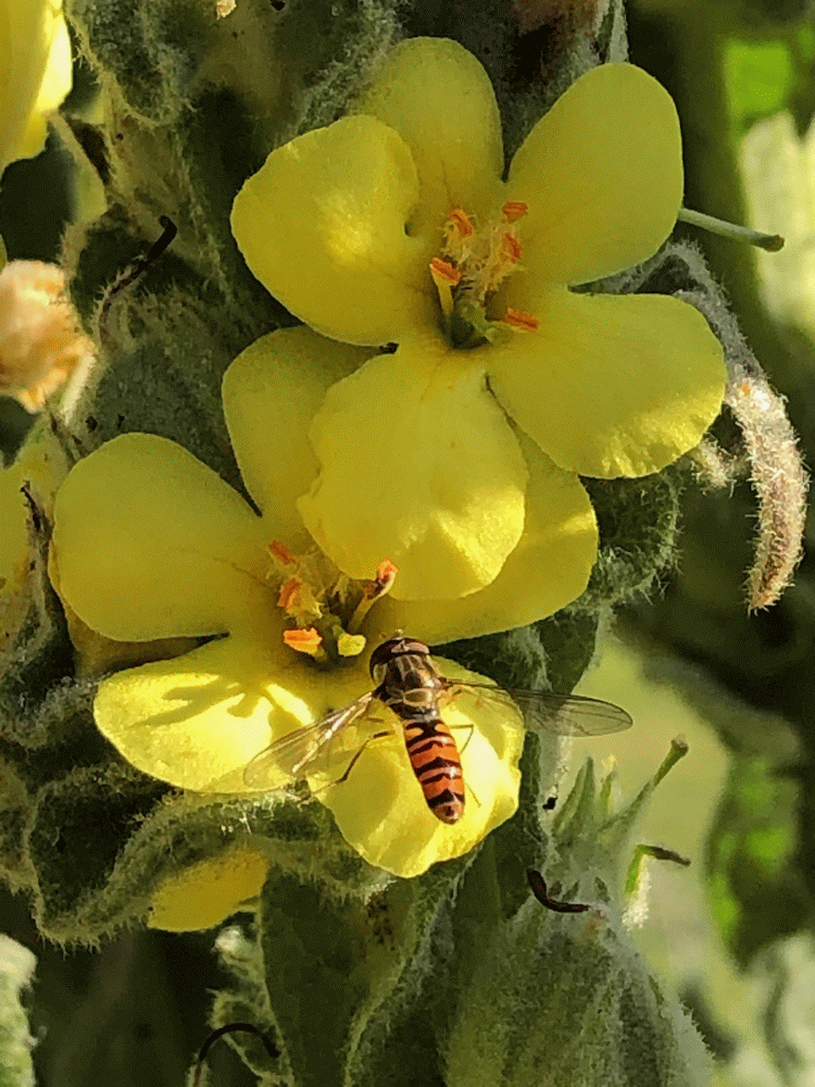 A member-supplied image of Netherbury Nature