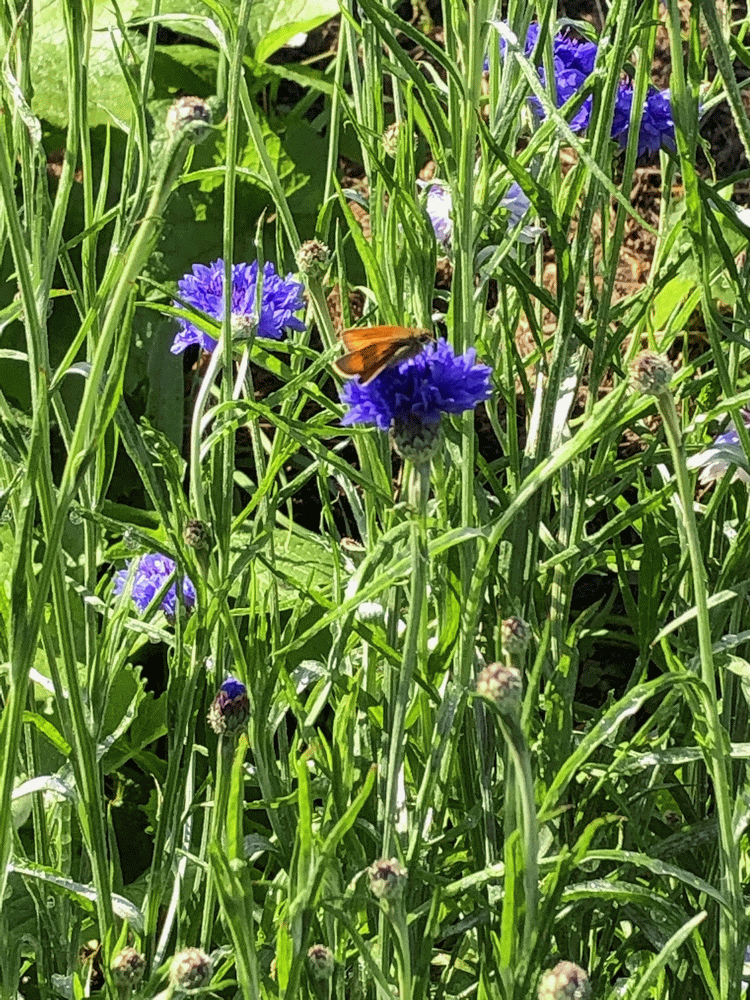 A member-supplied image of Netherbury Nature