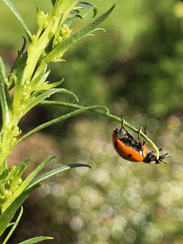 A member-supplied image of Netherbury Nature