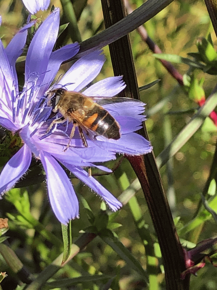 A member-supplied image of Netherbury Nature