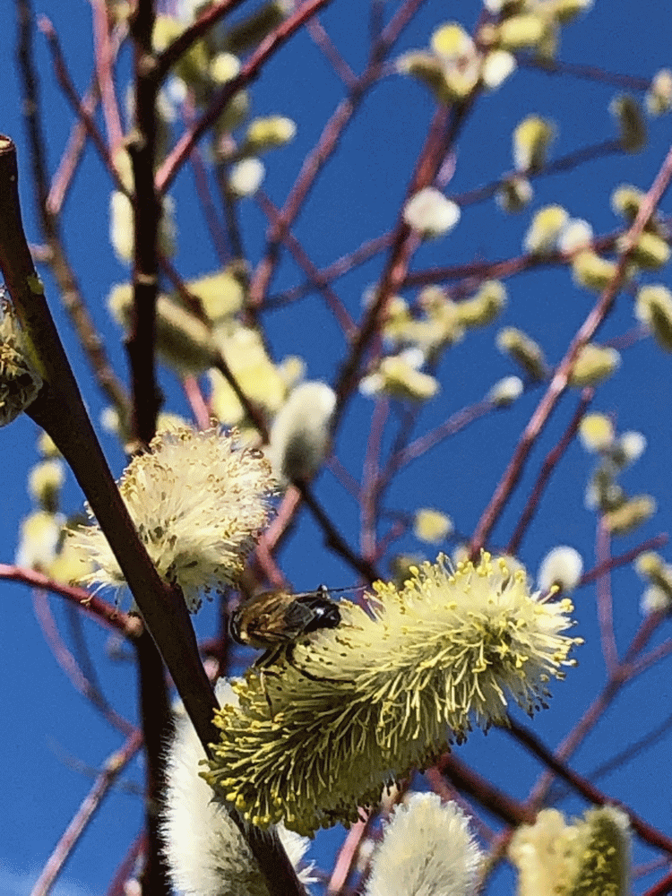A member-supplied image of Netherbury Nature