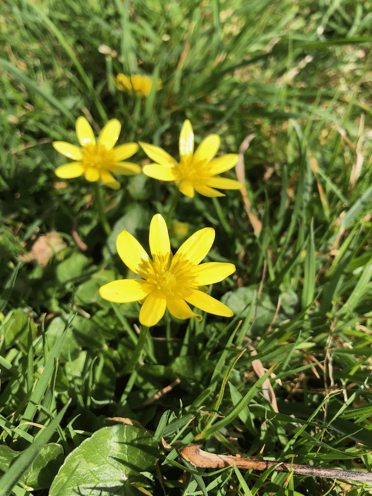A member-supplied image of Netherbury Nature