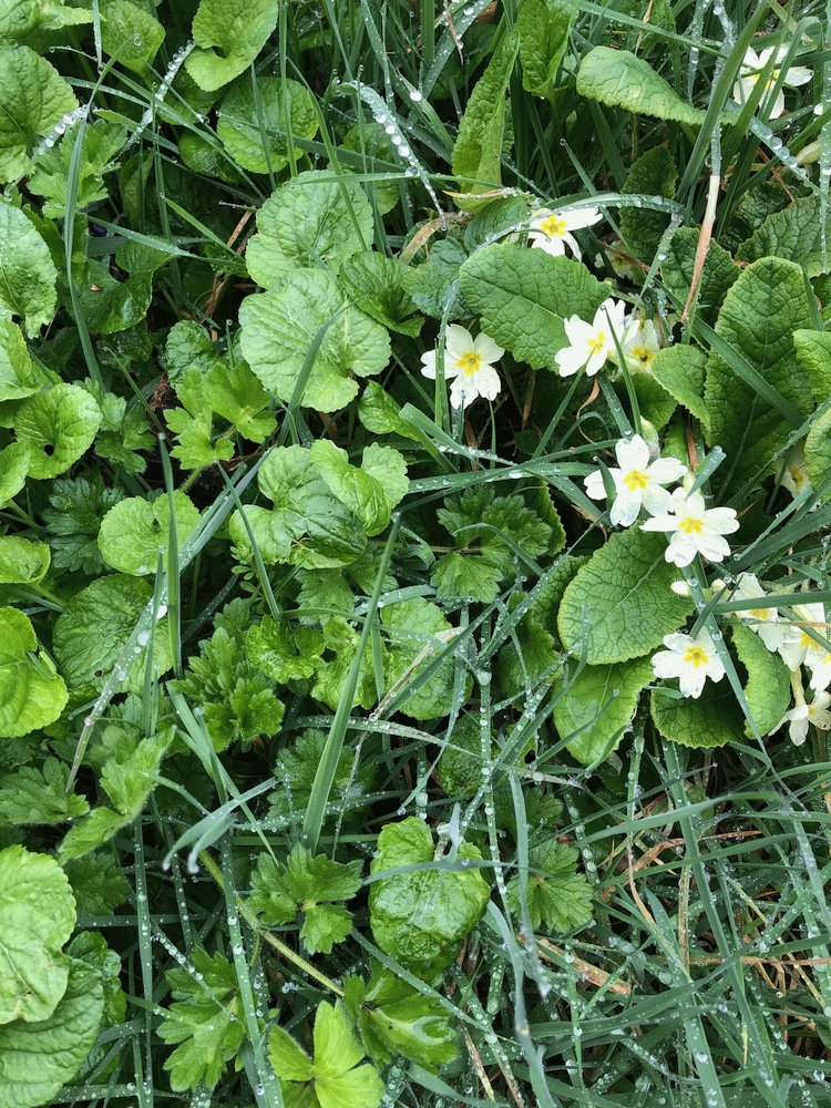 A member-supplied image of Netherbury Nature