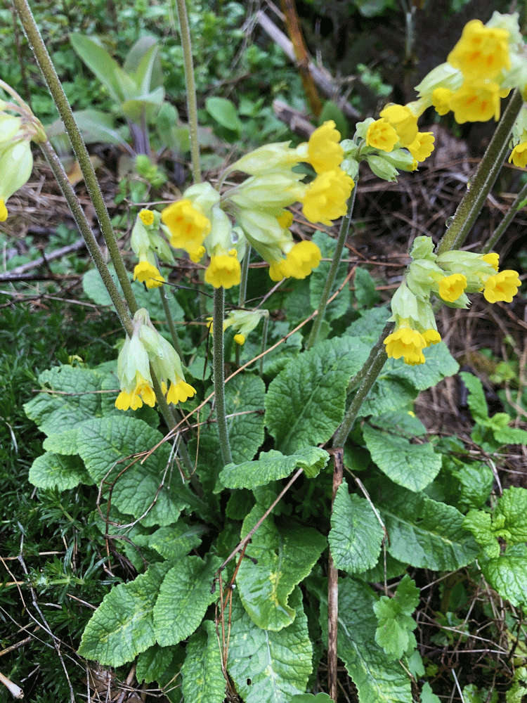 A member-supplied image of Netherbury Nature