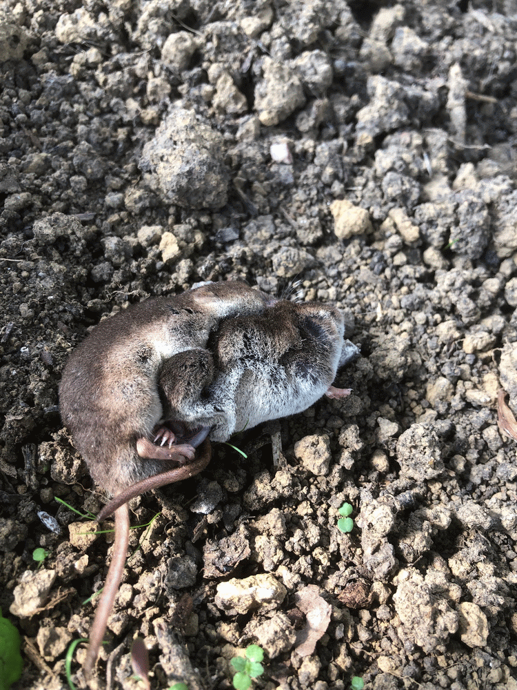 A member-supplied image of Netherbury Nature