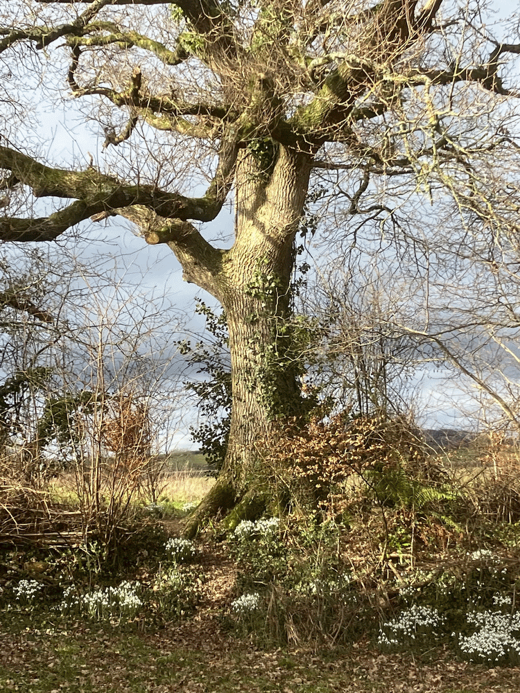 A member-supplied image of Netherbury Nature