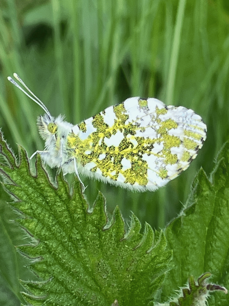 A member-supplied image of Netherbury Nature