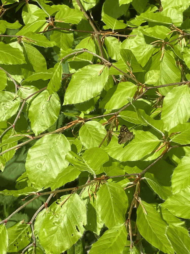 A member-supplied image of Netherbury Nature