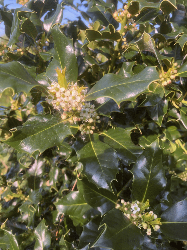 A member-supplied image of Netherbury Nature