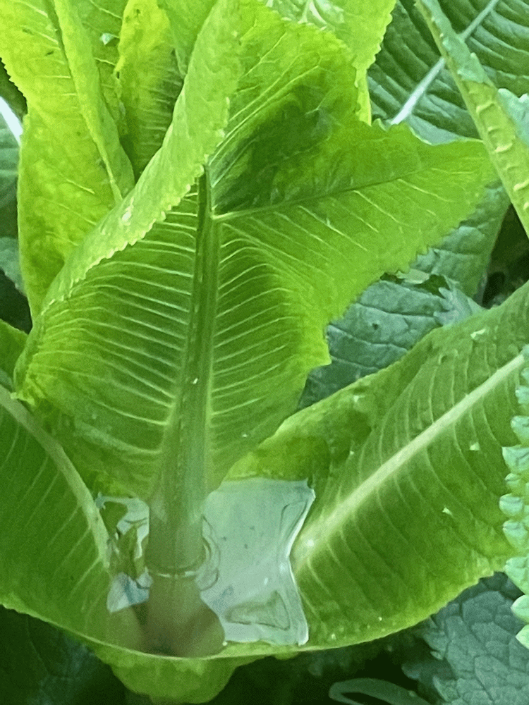 A member-supplied image of Netherbury Nature