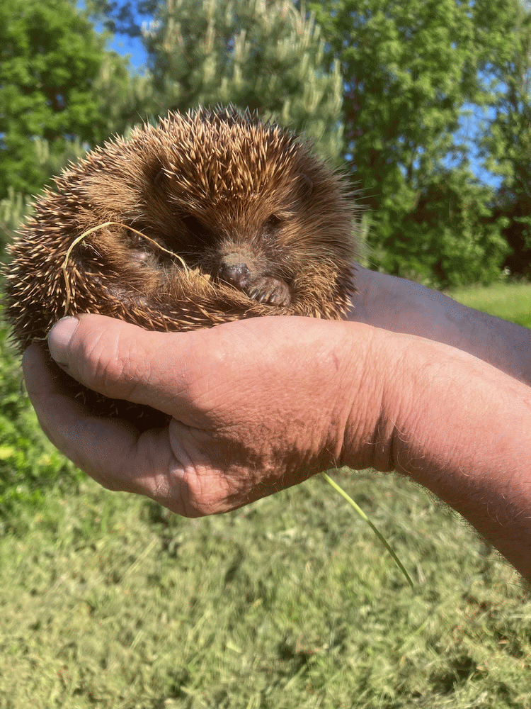 A member-supplied image of Netherbury Nature