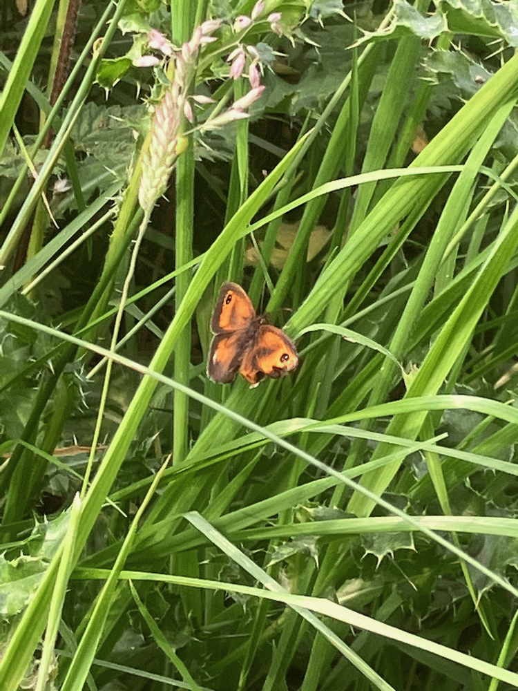 A member-supplied image of Netherbury Nature