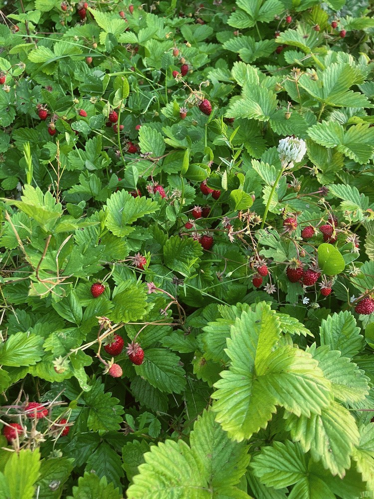 A member-supplied image of Netherbury Nature