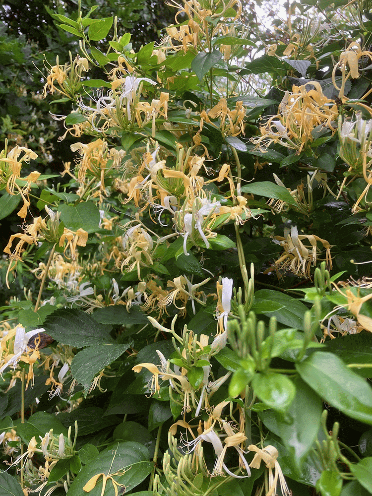 A member-supplied image of Netherbury Nature