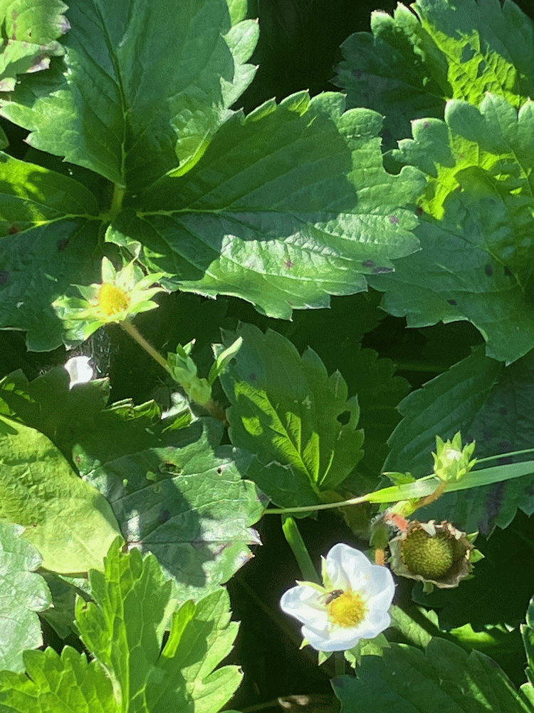 A member-supplied image of Netherbury Nature