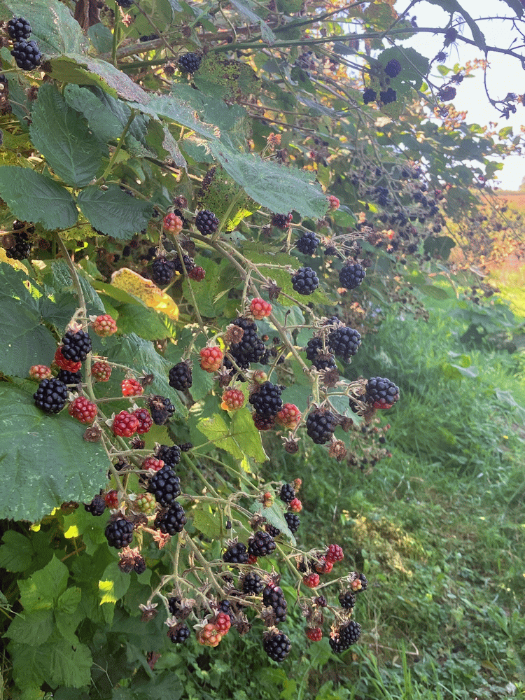 A member-supplied image of Netherbury Nature