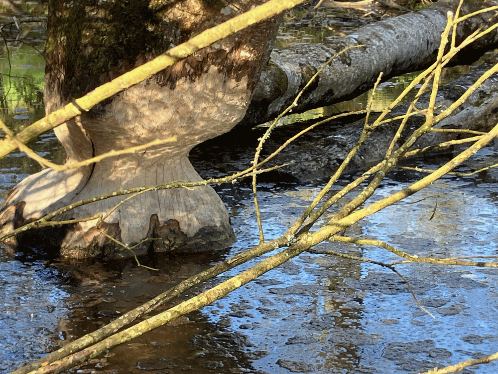 A member-supplied image of Netherbury Nature