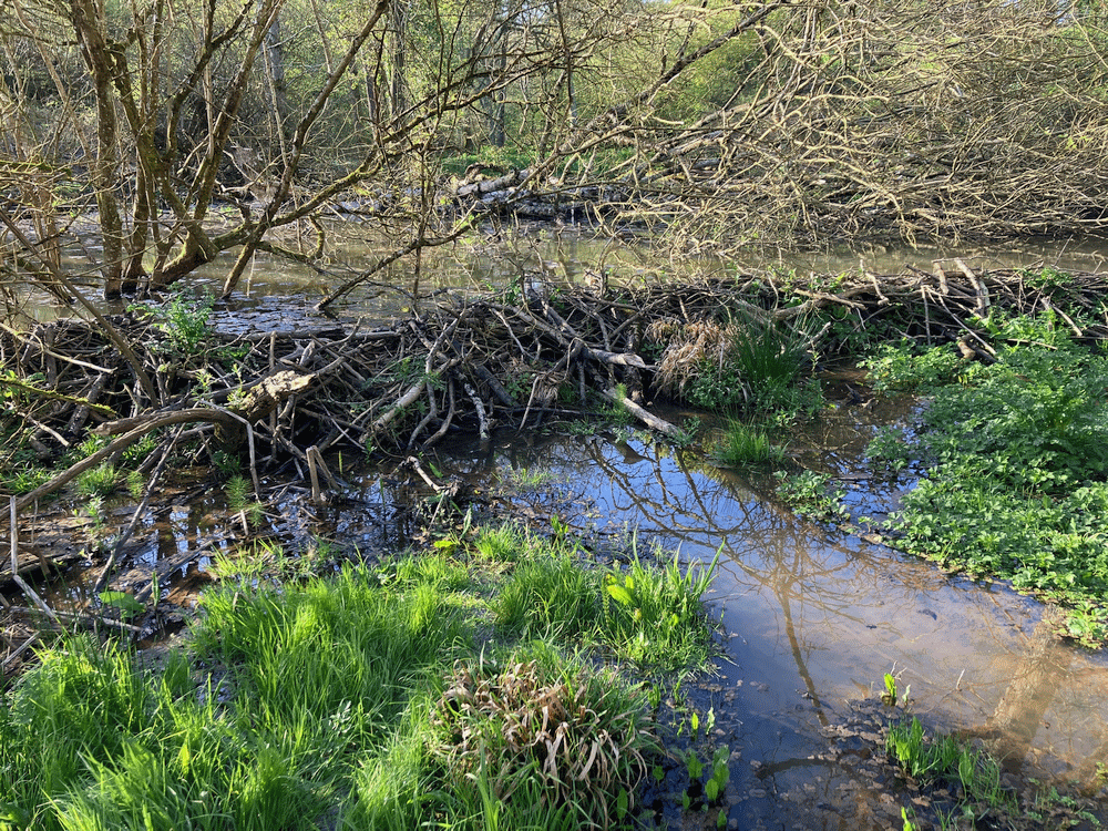 A member-supplied image of Netherbury Nature