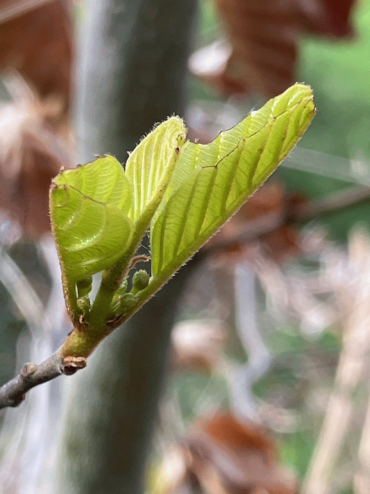 A member-supplied image of Netherbury Nature